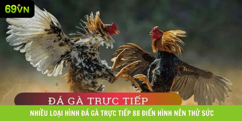 Nhiều thể loại đá gà trực tiếp 88 điển hình nên thử sức