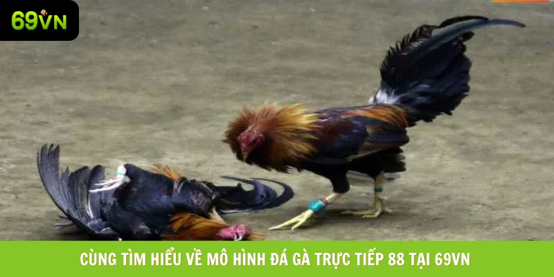 Cùng tìm hiểu về mô hình đá gà trực tiếp 88 tại 69vn