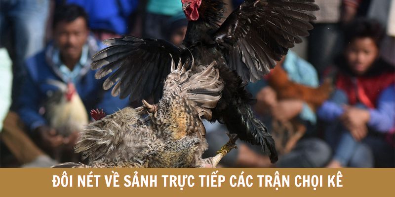 Đôi nét về sảnh trực tiếp các trận chọi kê